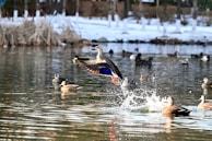 A duck with vivid blue and orange feathers is taking flight from the water, creating a splash. Several other ducks float peacefully in the background on a tranquil pond surrounded by snow-covered banks and bare trees.