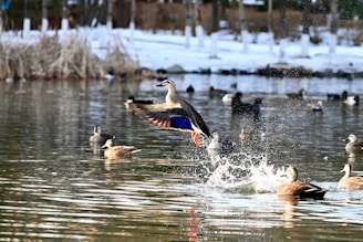 A duck with vivid blue and orange feathers is taking flight from the water, creating a splash. Several other ducks float peacefully in the background on a tranquil pond surrounded by snow-covered banks and bare trees.