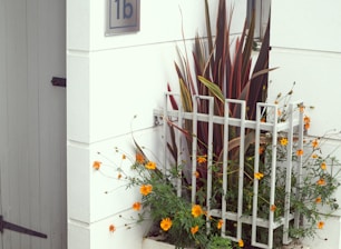 A small, neatly arranged garden space with a variety of lush, elongated leaves and vibrant orange flowers. The plants are enclosed by a modern, minimalistic white metal fence. Nearby, a white wall and a door with a house number sign add a clean architectural element.
