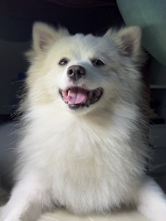 A fluffy white dog with a happy expression and its mouth open, showing its tongue and teeth. The dog has perky ears and bright eyes, creating a joyful and cheerful appearance. The lighting highlights the softness of its fur.