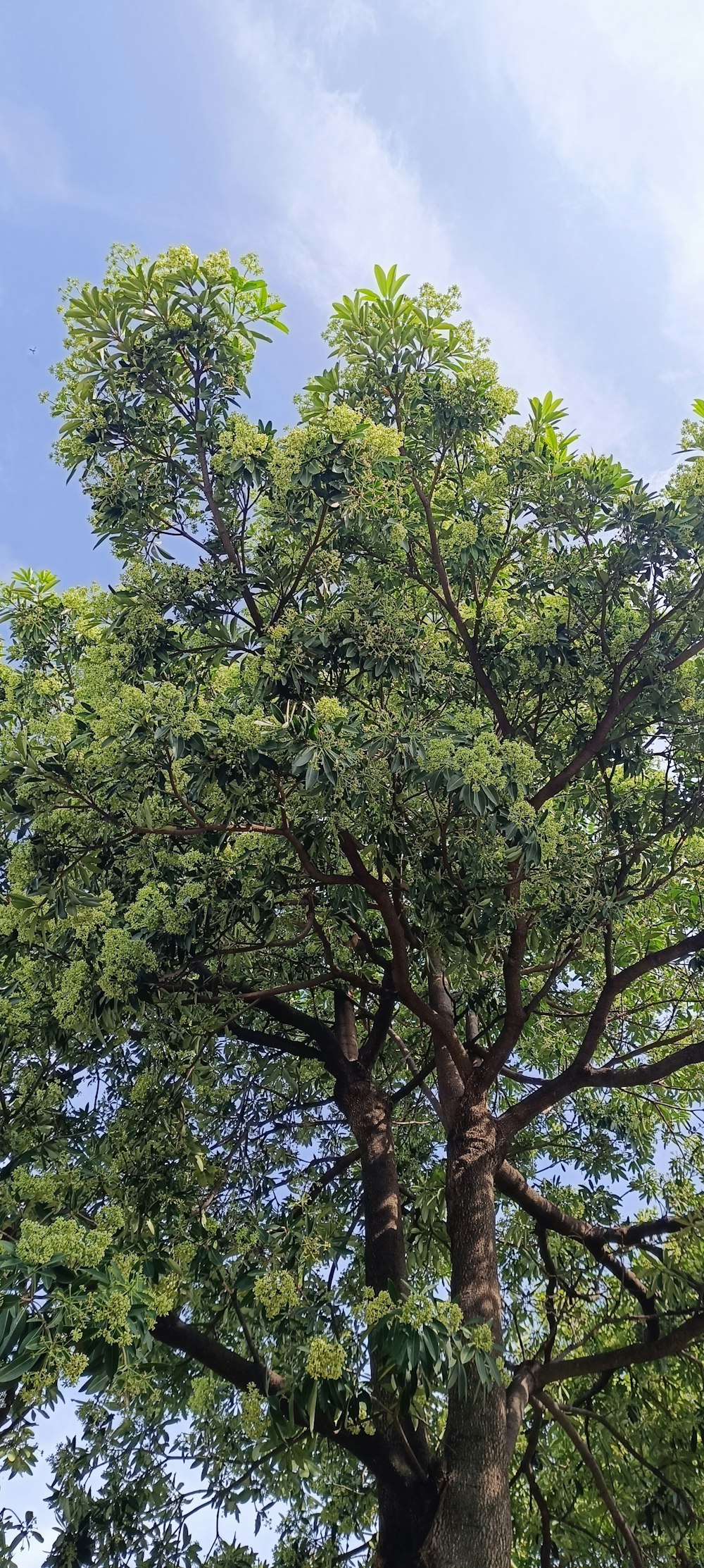 a large tree with lots of green leaves