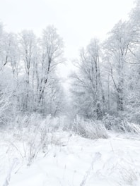 A serene winter landscape with snow-covered fir trees.