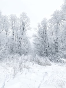 A serene winter landscape with snow-covered fir trees.