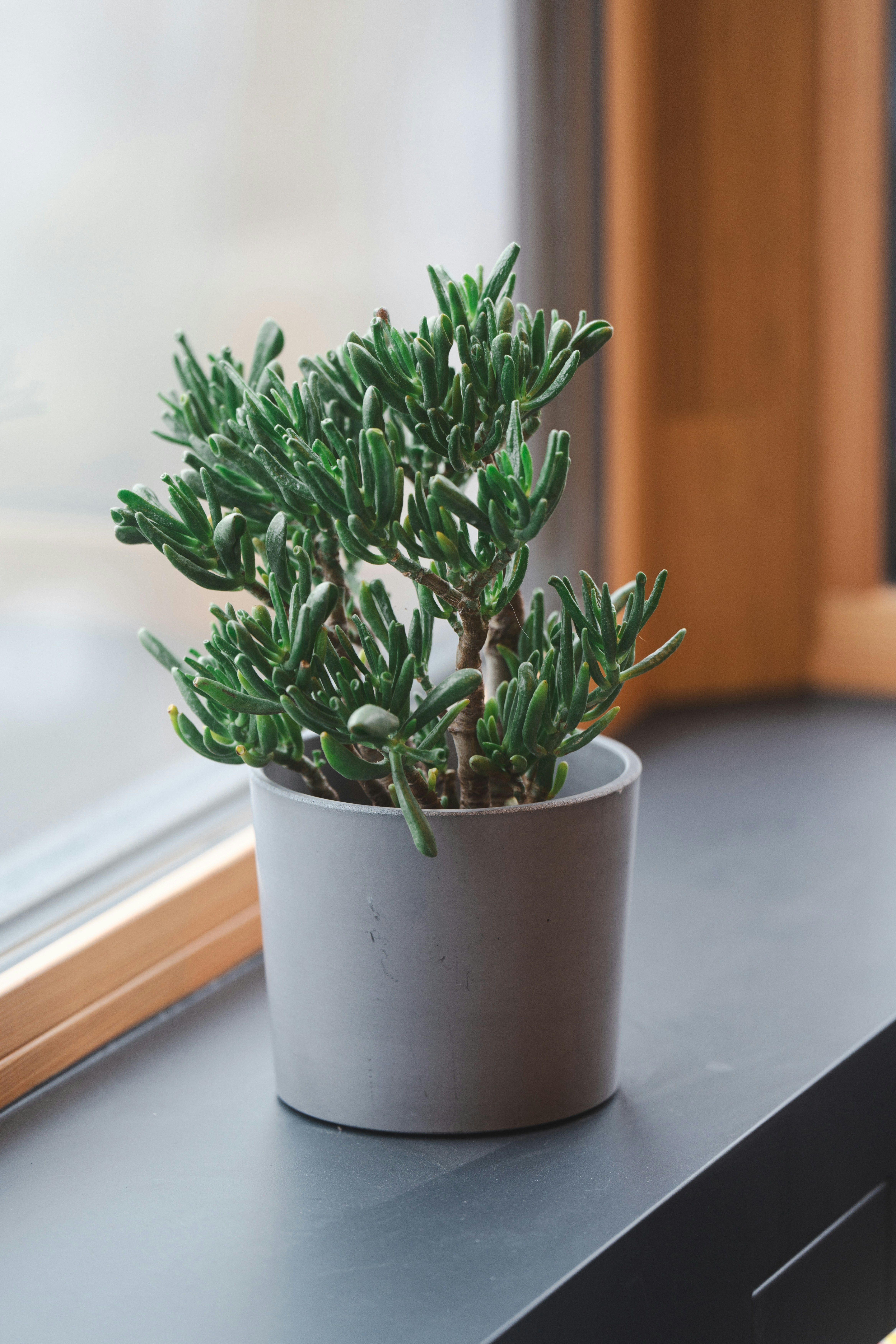 Elegant Ceramic Plant Pot