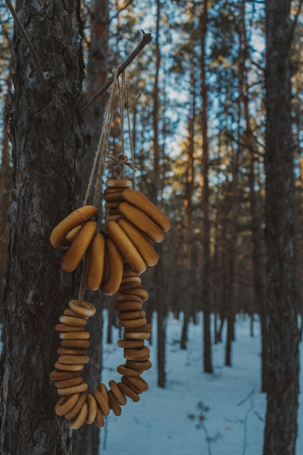 un racimo de plátanos colgando de un árbol