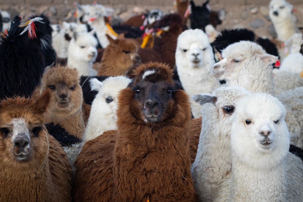a herd of llamas standing next to each other