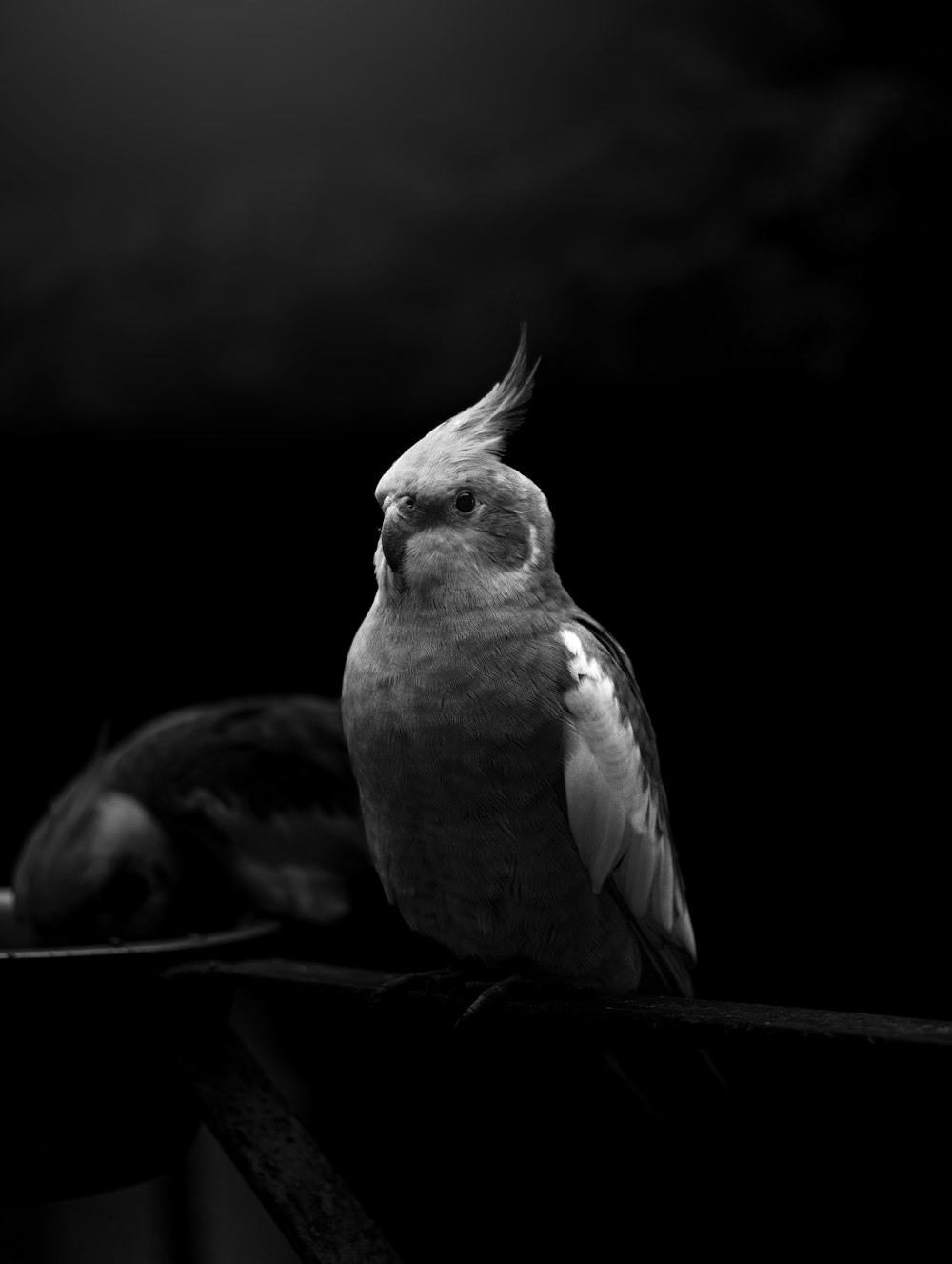 a black and white photo of a bird