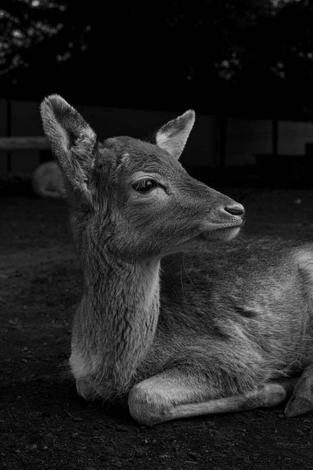 Una foto en blanco y negro de una cría de ciervo