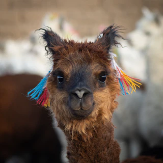 Close-up of a llama adorned with colorful decorations in the highlands near Cusco.