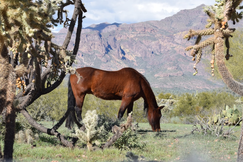 a brown horse eating grass in a field with mountains in the background