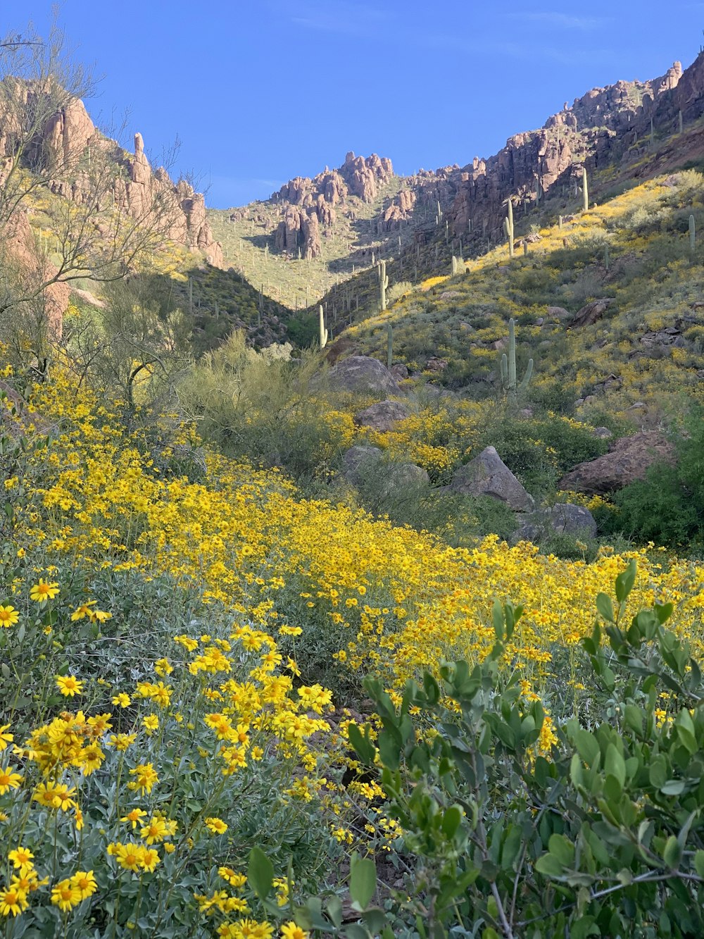 a field of wildflowers and cactus with mountains in the background