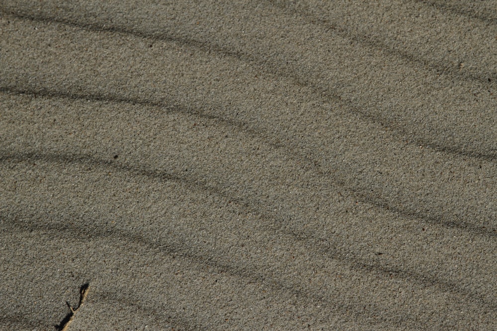 a bird is standing in the sand on the beach