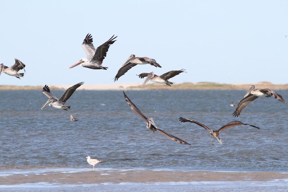 a flock of birds flying over a body of water