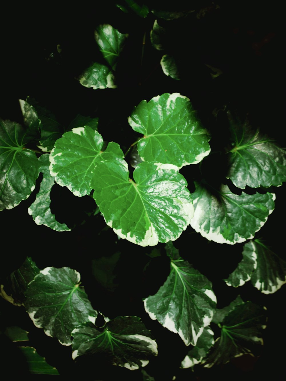 a close up of a plant with green leaves