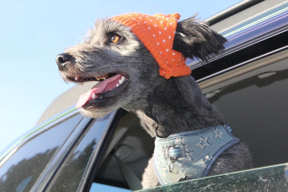 a dog with a hat and a scarf sticking its head out of a car window