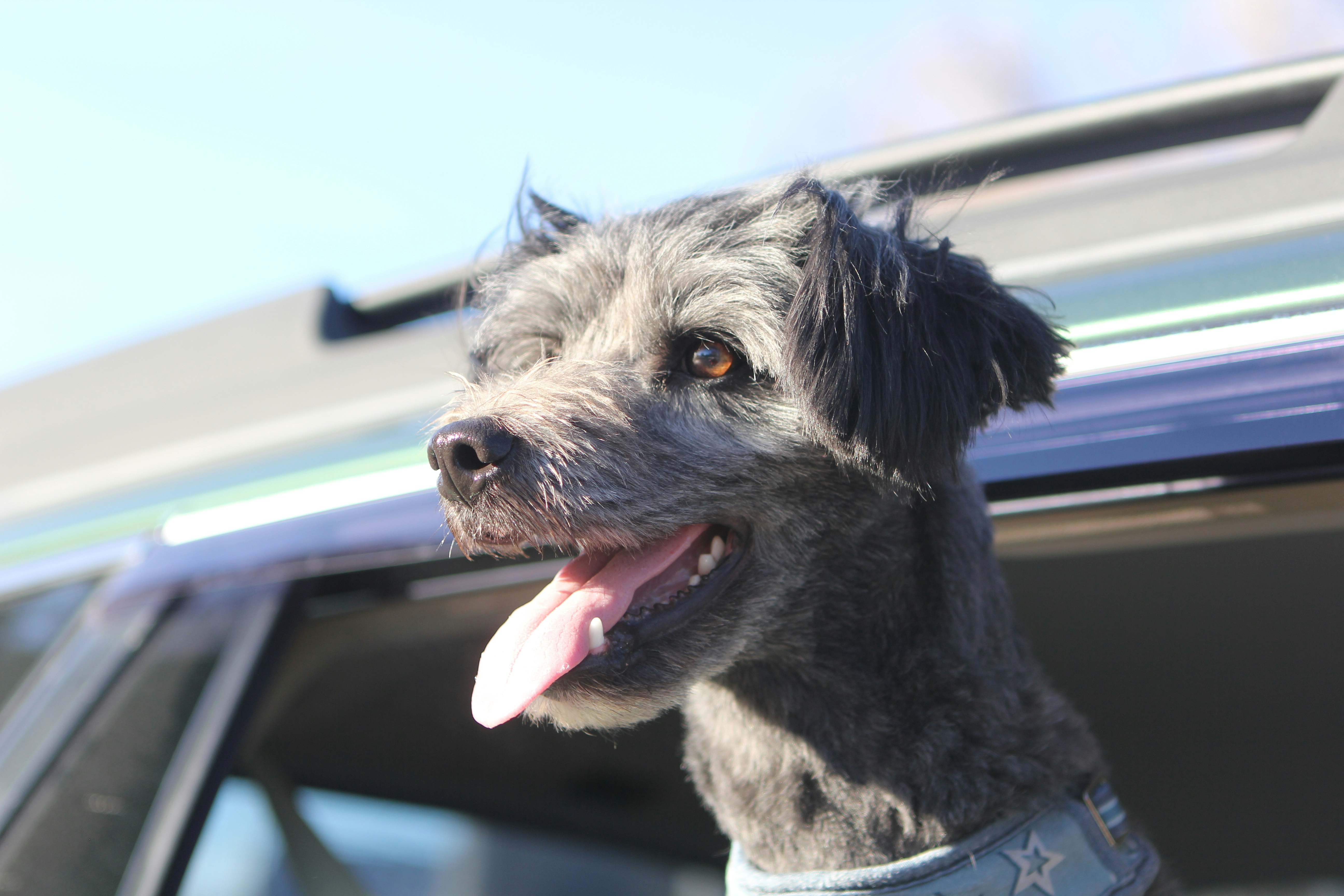 Poodle The Elegant Companion (image credits: unsplash)