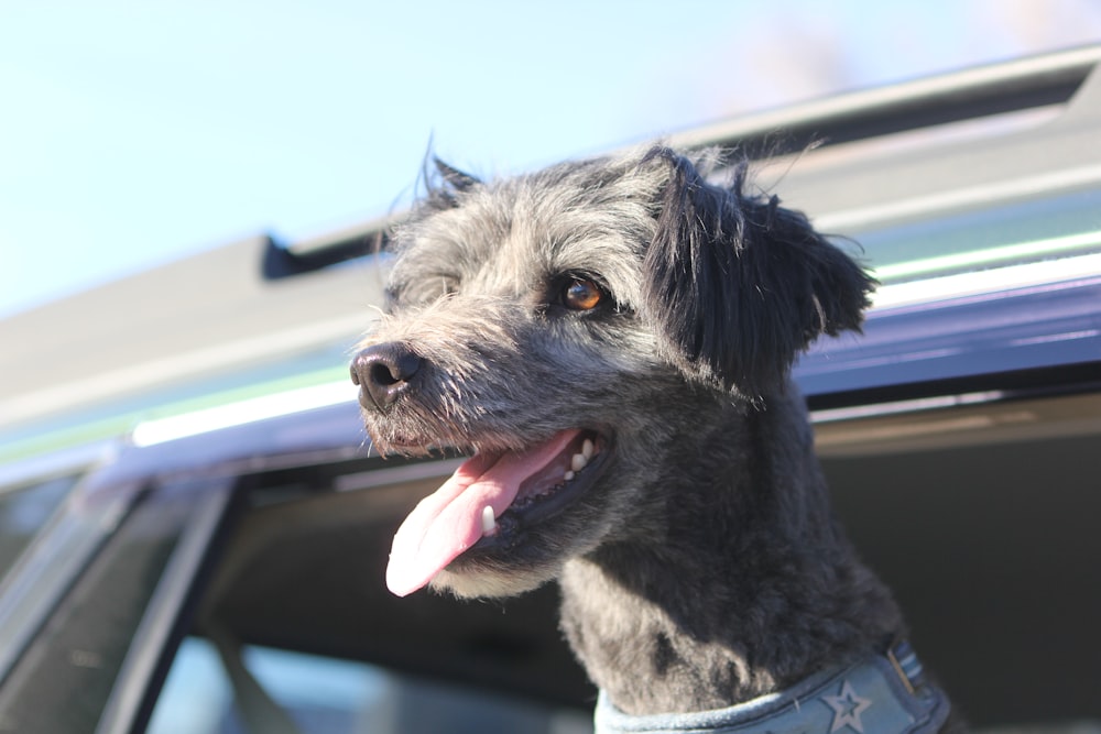 a gray dog sticking its head out of a car window