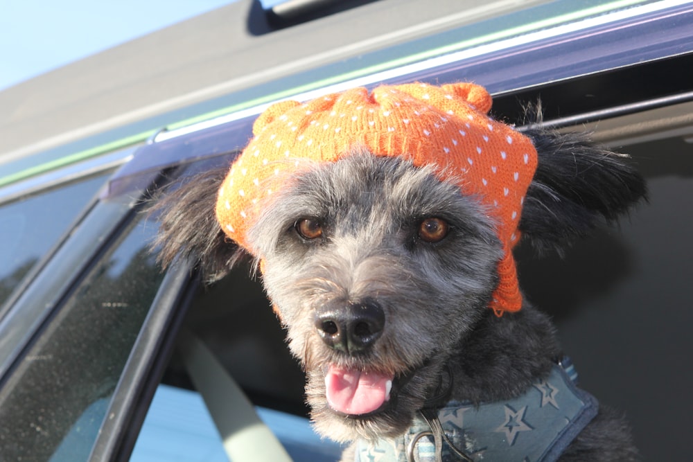 a dog wearing an orange hat sticking its head out of a car window