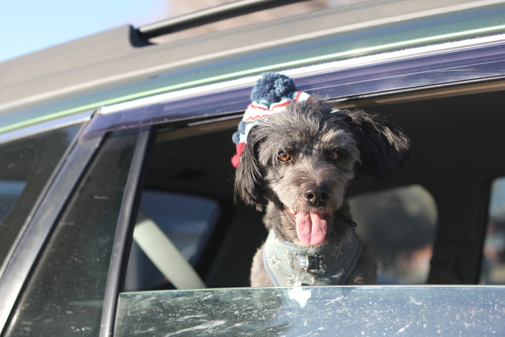 a dog sticking its tongue out of a car window