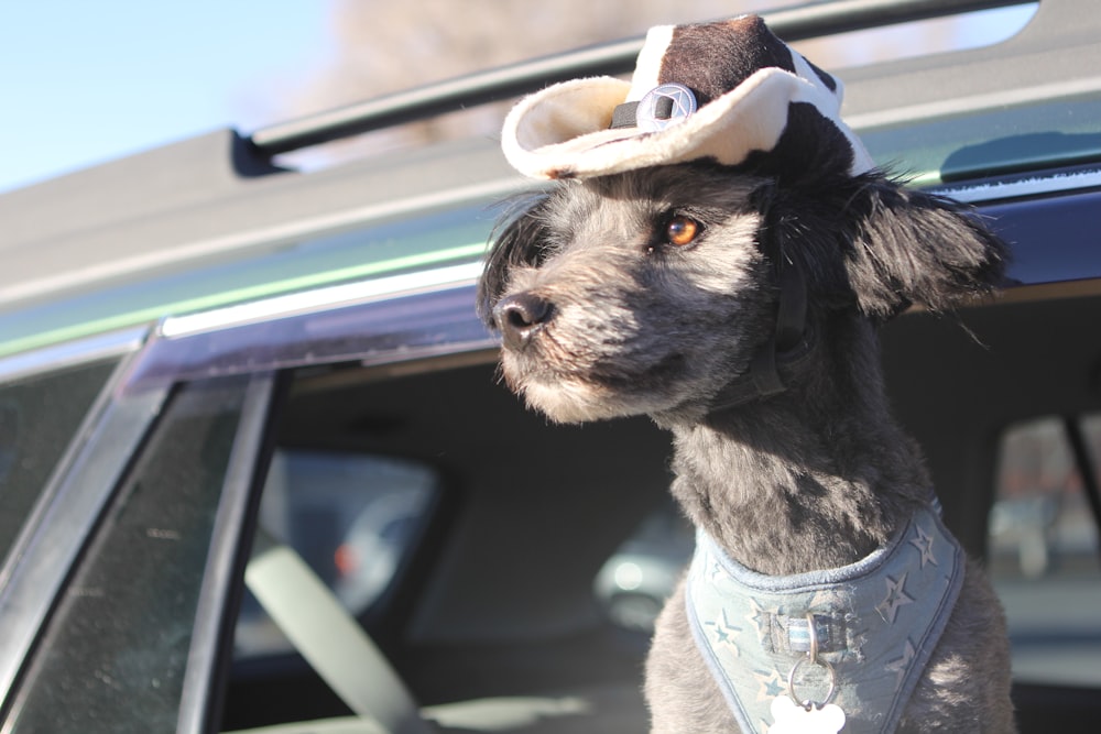 a dog with a hat and bandana standing in the back of a car