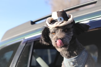 a dog sticking its tongue out of a car window
