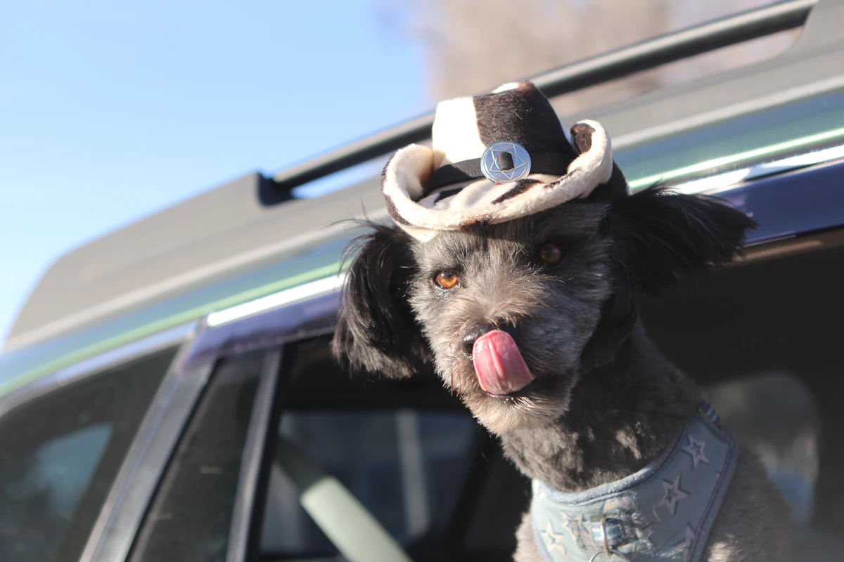 Chien avec chapeau de cowboy, langue sortie par la fenêtre d'une voiture