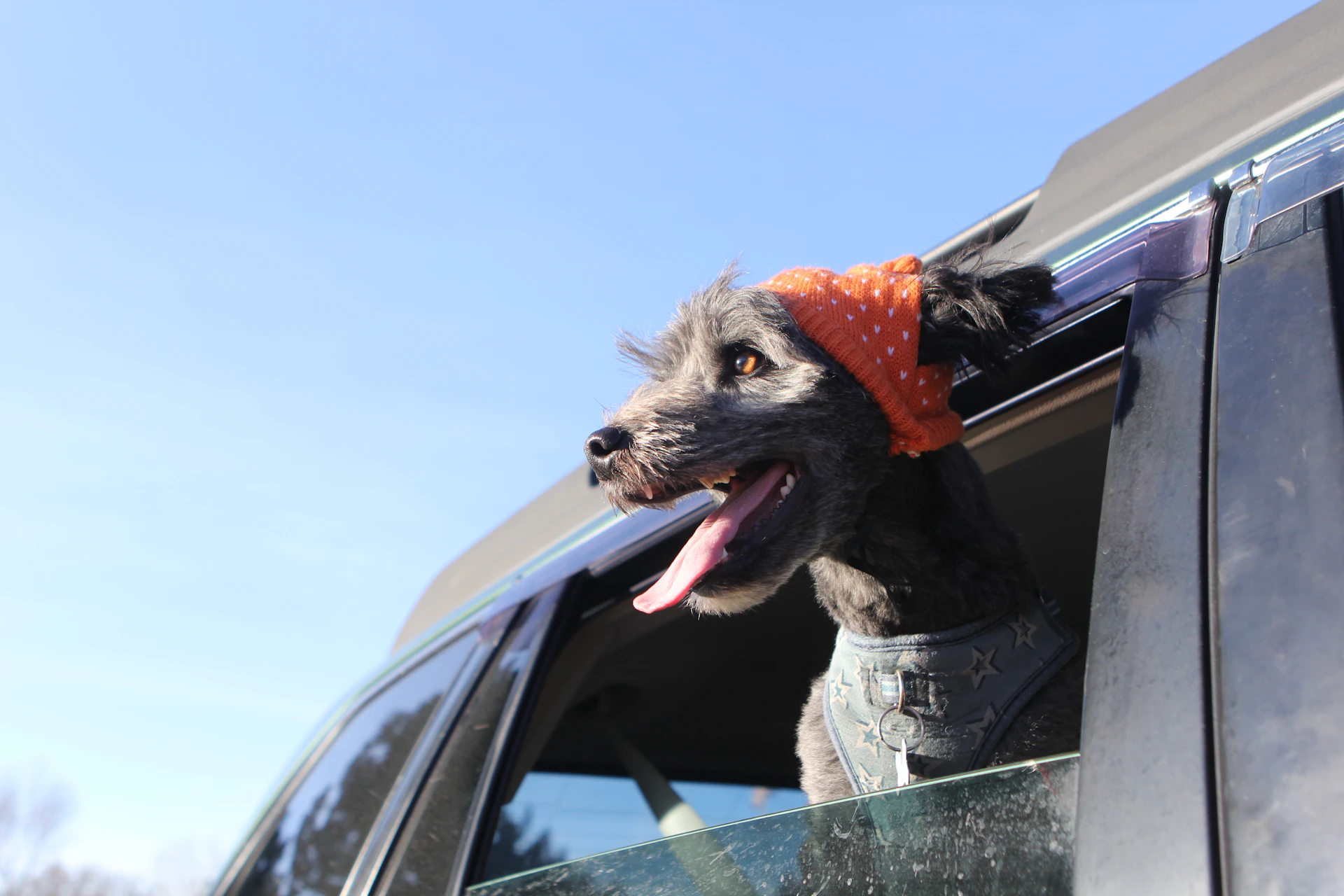 Happy dog with head out of car window, enjoying the journey