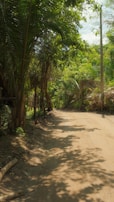 Travelers trekking through a dense jungle path with towering trees overhead.