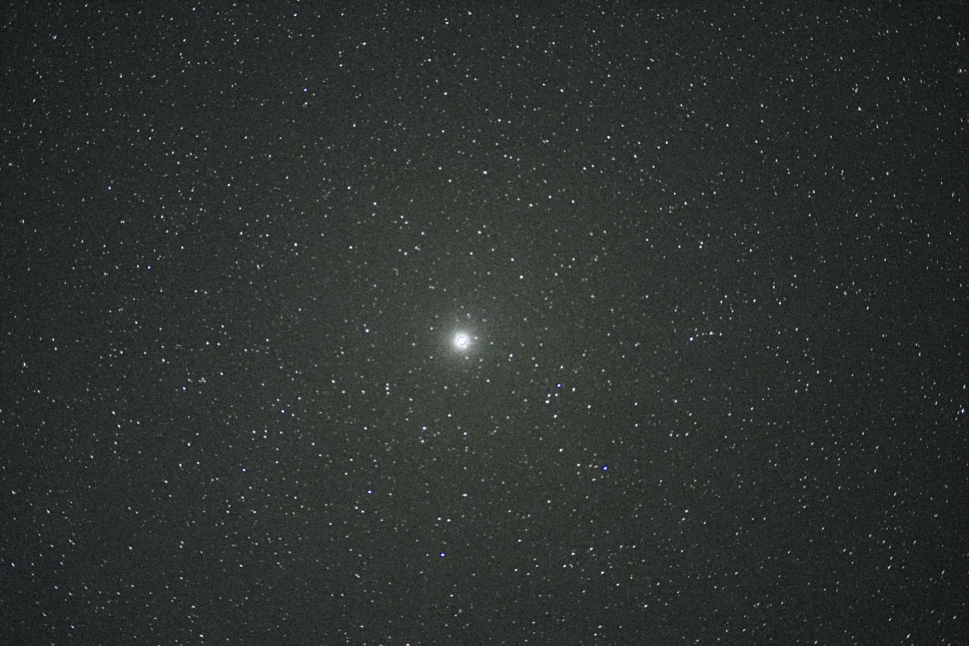 woman holding dried flower