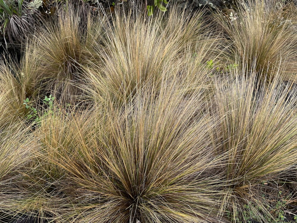 a group of brown grass plants in a field