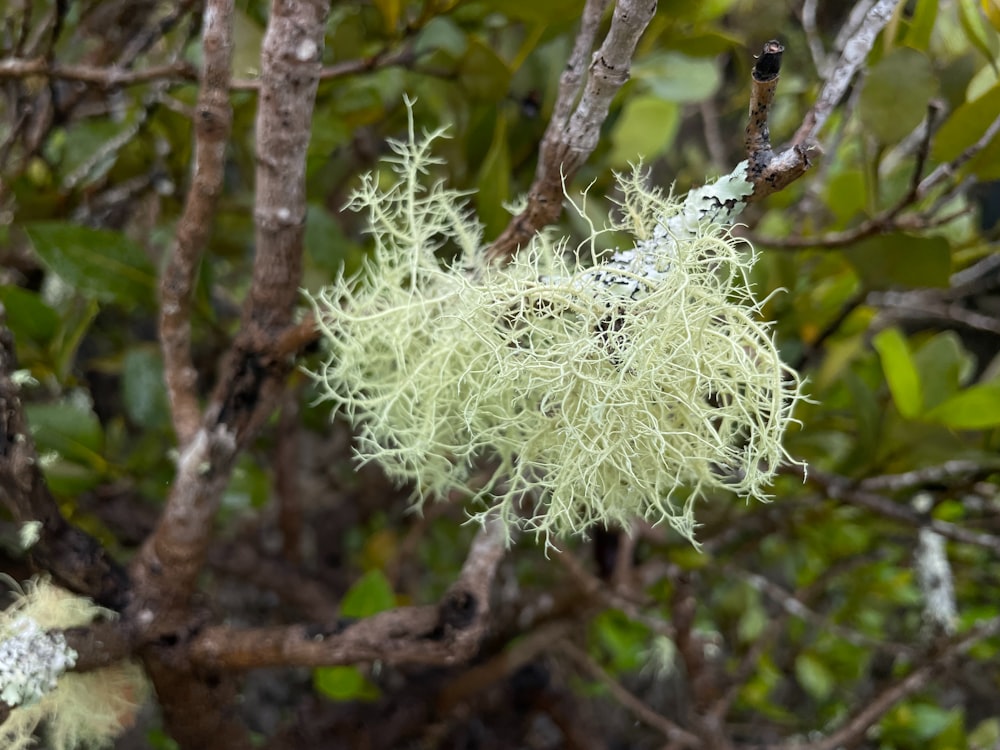 a close up of a tree with white flowers