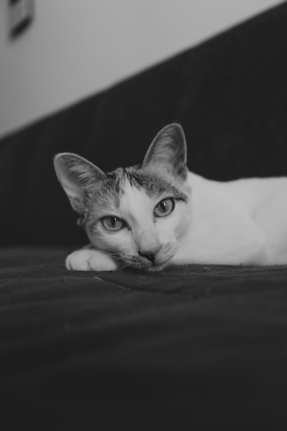 a black and white photo of a cat laying on a couch