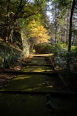 A tranquil forest path lined with soft moss and dappled light.