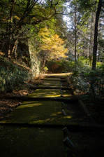 A serene forest path covered with moss and dappled sunlight filtering through pine trees.