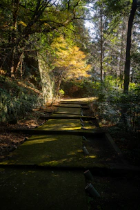 A serene forest path covered with moss and dappled sunlight filtering through pine trees.