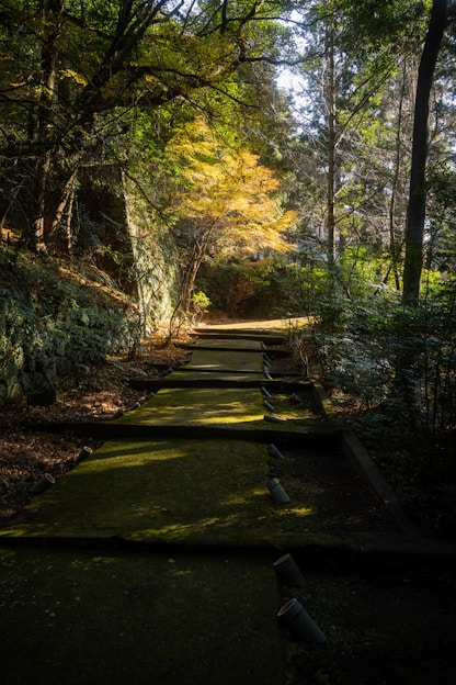 A serene, moss-covered forest path dappled with soft sunlight filtering through ancient trees.