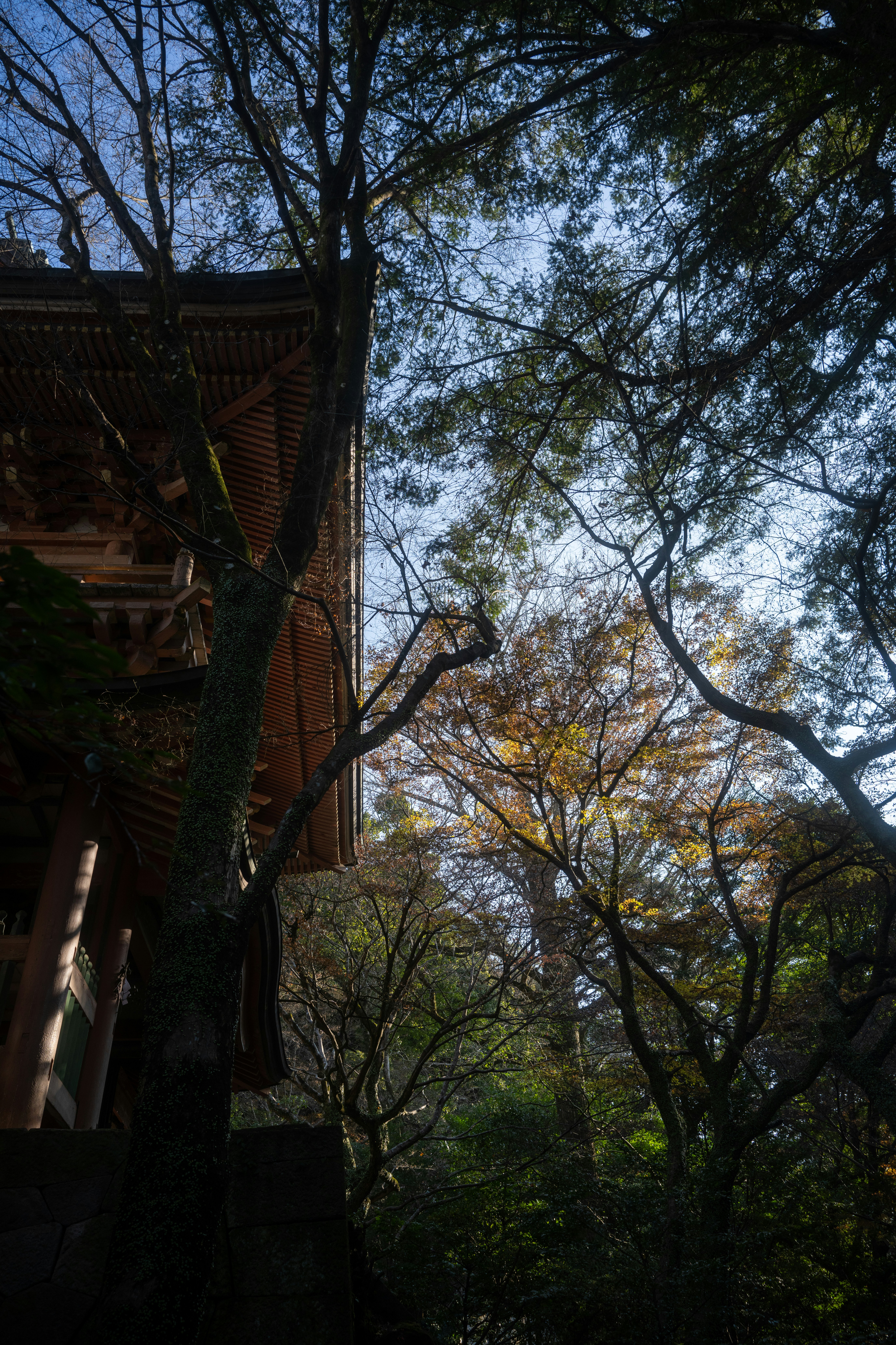 Photo by pafuxu