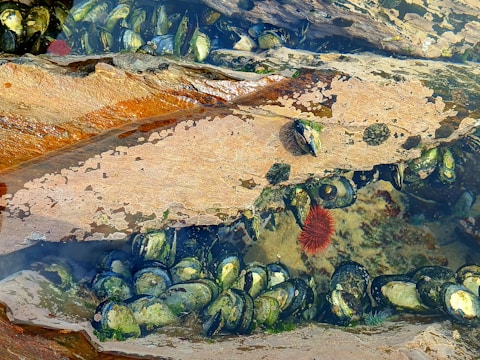 A variety of marine life in a rocky tidal pool, featuring numerous dark-shelled mussels attached to the rocks. Two bright red sea urchins are visible among the crevices while the rocks show a blend of earthy colors and textures. The water is clear, allowing a view of the sediment and organisms beneath.