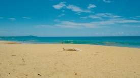 A tranquil beach scene with clear blue skies and a vast stretch of golden sand. The turquoise sea gently meets the shore, with a few people visible in the distance enjoying the water. A driftwood log lies on the sand, adding a natural element to the serene landscape.