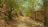 A dirt pathway leads through a lush area with abundant green trees overhead. To the right, a wall covered with vibrant graffiti lines the path. A sign in Spanish is attached to a post nearby. The path is shaded by the trees, and the light filtering through the foliage creates a serene atmosphere.