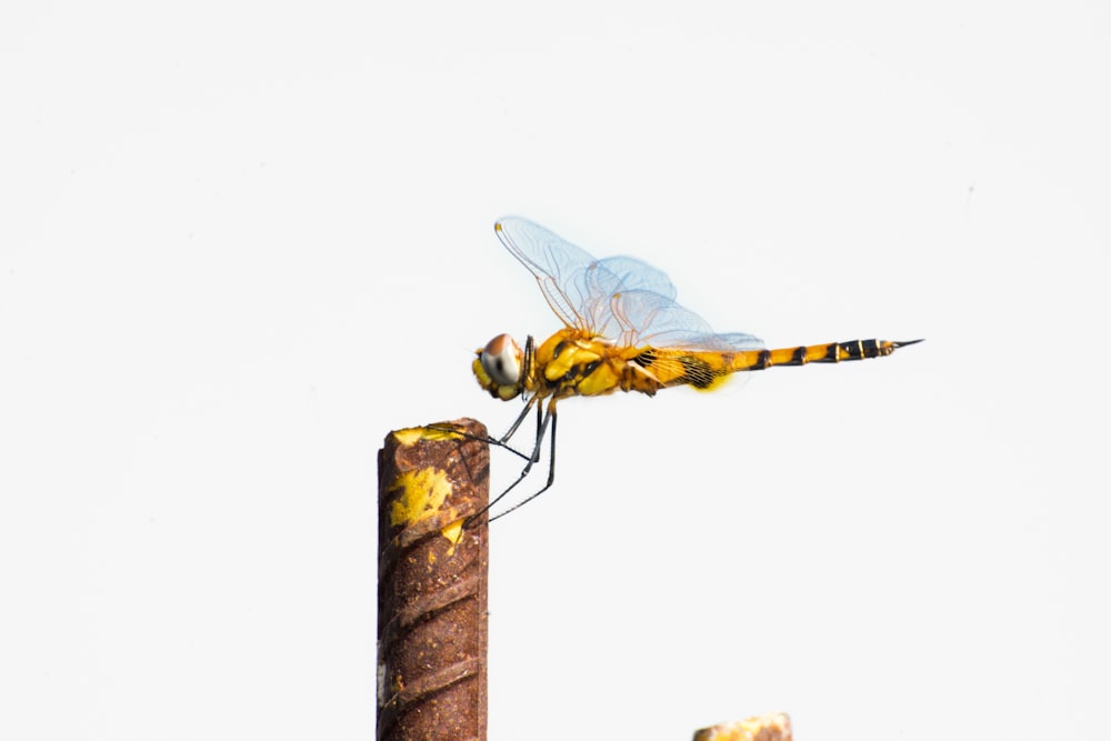 a dragon fly sitting on top of a wooden post