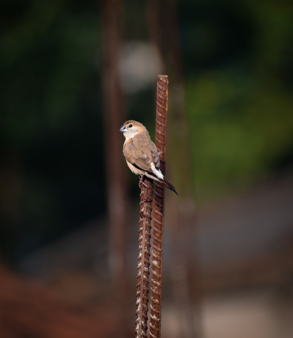 a small bird perched on top of a metal pole