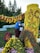A person is arranging flowers on a large floral display. The display features a bright yellow cylindrical structure covered in flowers, intricate designs, and surrounded by a variety of colorful blossoms. Musical notes and a staff made of flowers and foliage adorn the top, while trees can be seen in the background.