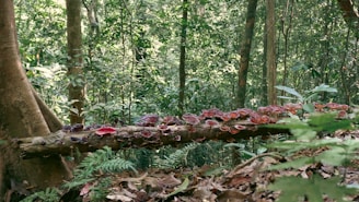 A dense forest landscape with a fallen log covered in vibrant mushrooms in shades of red and purple. The scene is rich with green foliage and trees, giving a sense of lush natural beauty.