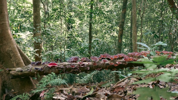 A dense forest landscape with a fallen log covered in vibrant mushrooms in shades of red and purple. The scene is rich with green foliage and trees, giving a sense of lush natural beauty.