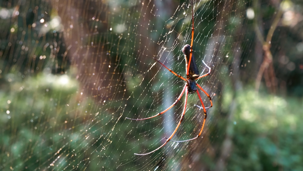 a close up of a spider on a web