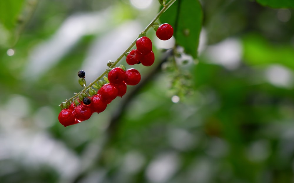 a bunch of red berries hanging from a tree