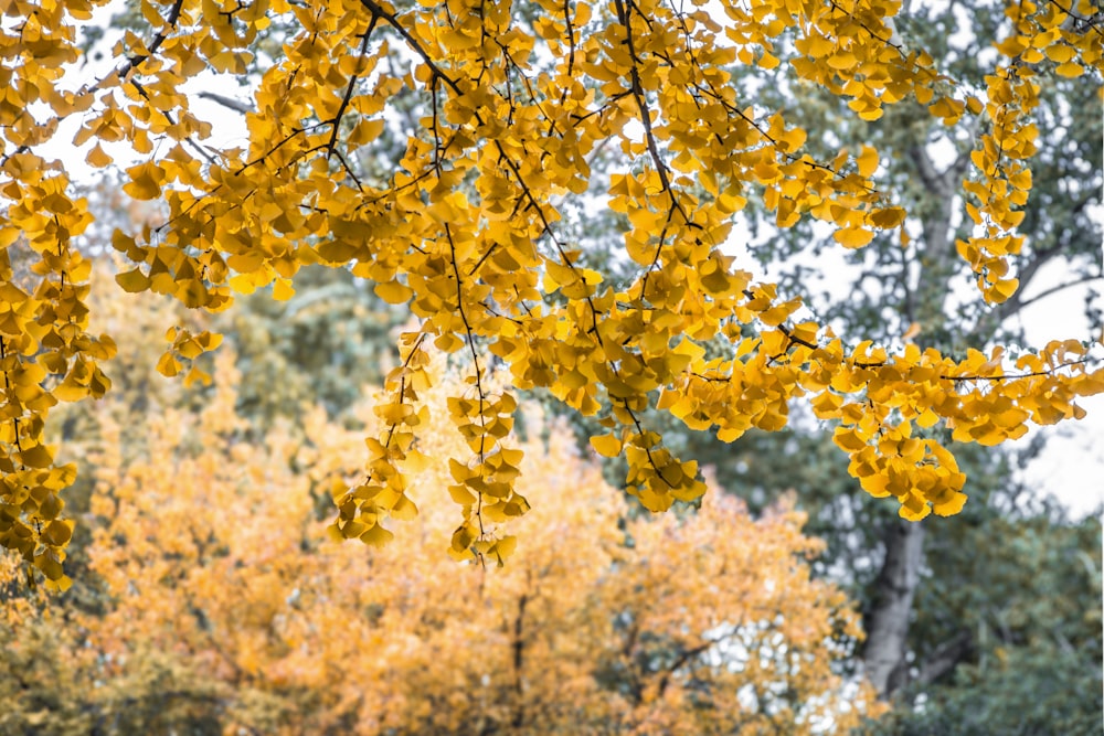 a bench under a tree with yellow leaves