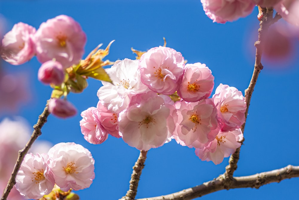 pink flowers are blooming on a tree branch