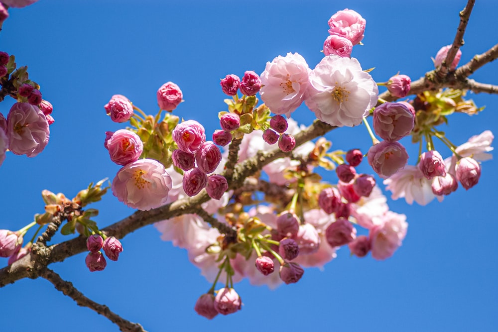 une branche avec des fleurs roses sur un ciel bleu